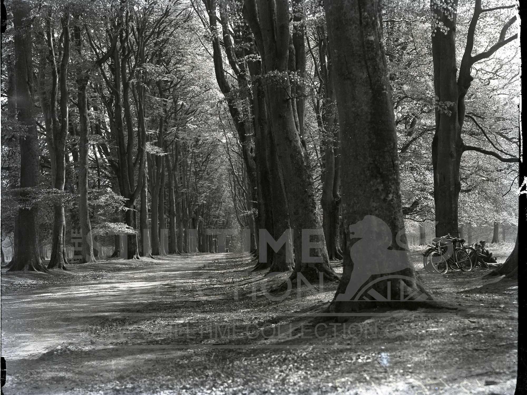 Savernake Forest The Stilltime Collection